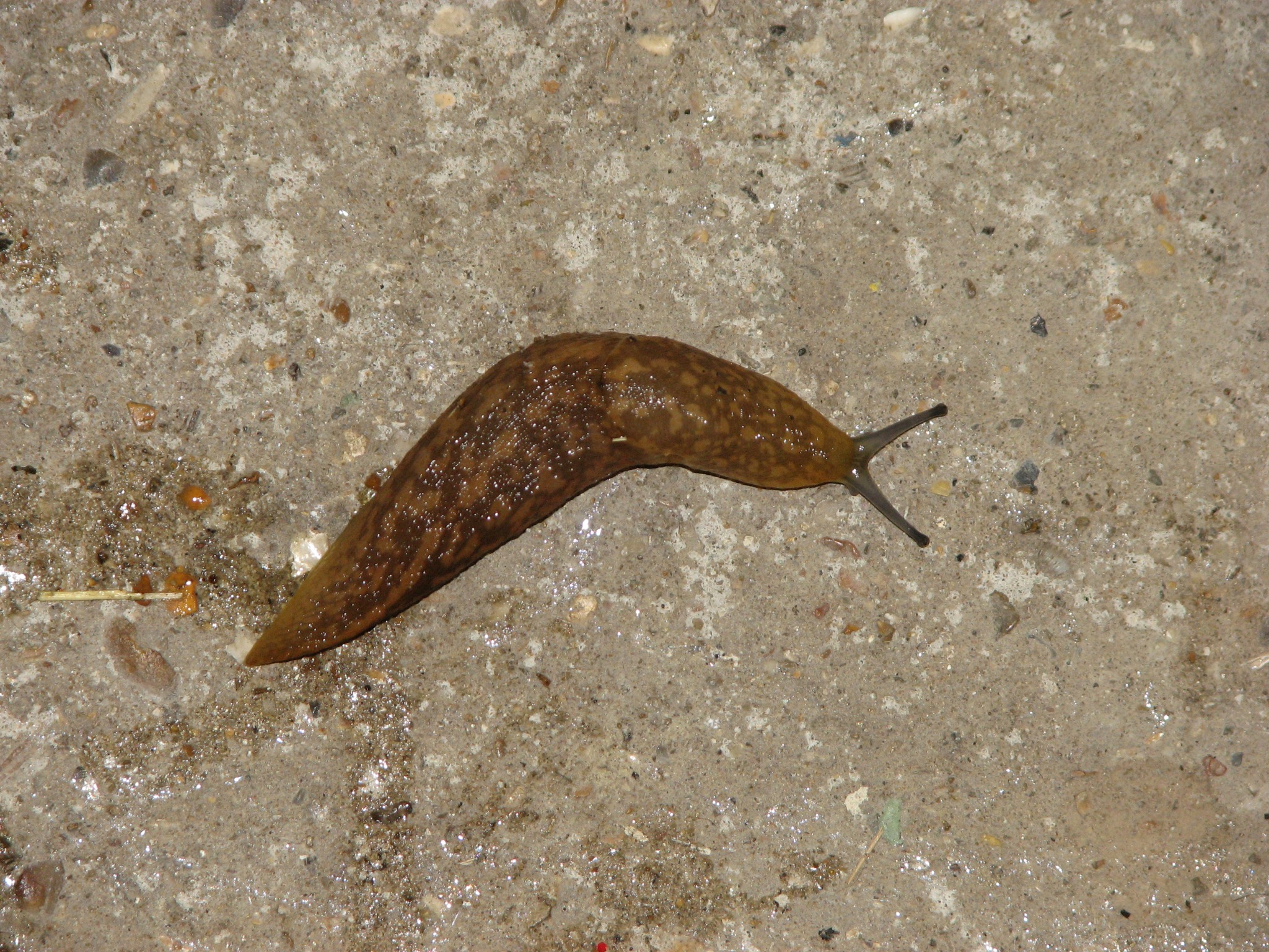 The giant slug found in the workshop