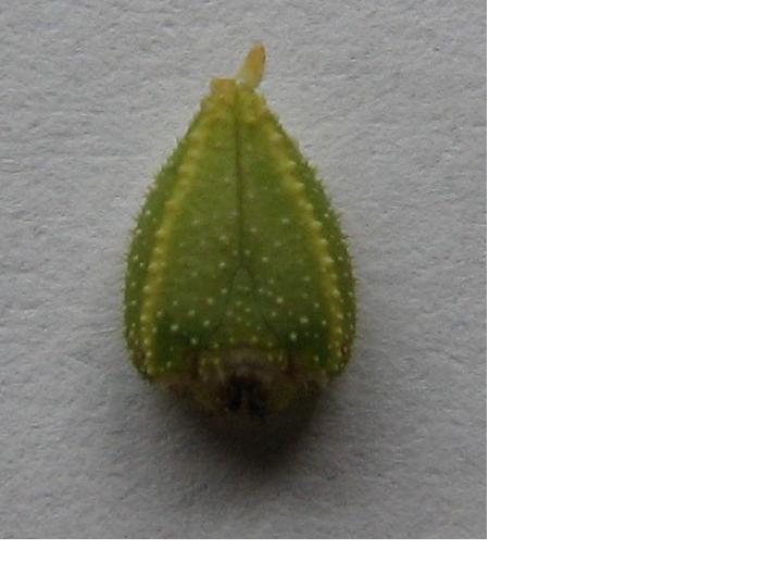 The shed head of a Popular Hawk Moth caterpillar